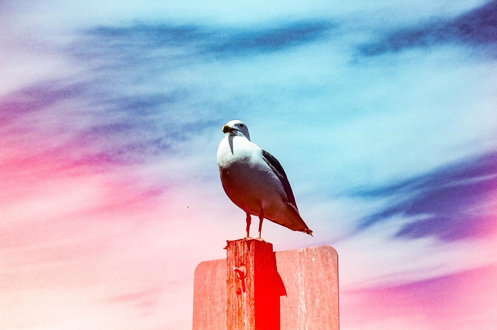 People, Animals, Misc