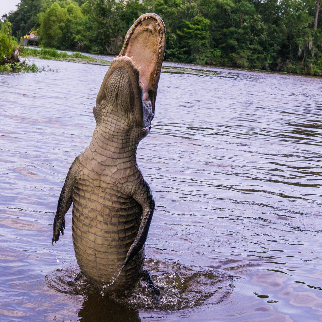 People, Animals, Misc